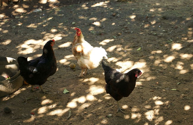 Casa dos Arrábidos - Foto 80