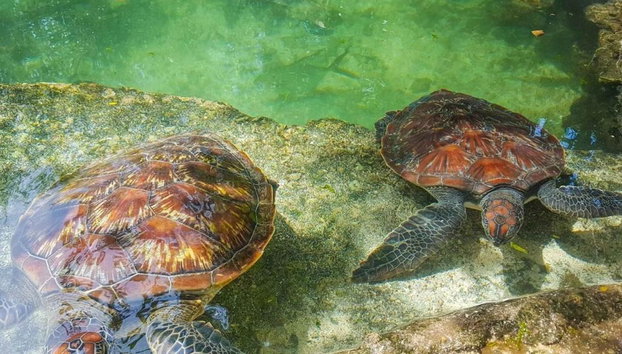 Nungwi Turtle Sanctuary Tour - Photo 4