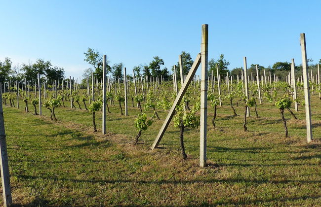 Arriga Alta - Foto 25