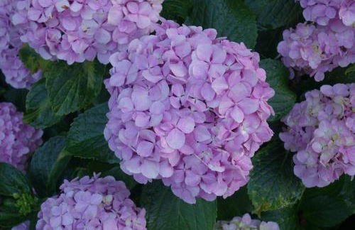 Vacanze a Villa Ortensia - Foto 18