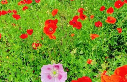 Hvar Stone Villa with pool - Foto 63