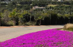 Las Colinas Golf - Foto 3