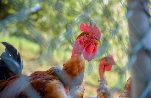 Quinta de Silharezes, Lda - Foto 45