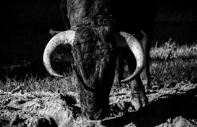 Brave Bulls Tour - Foto 3