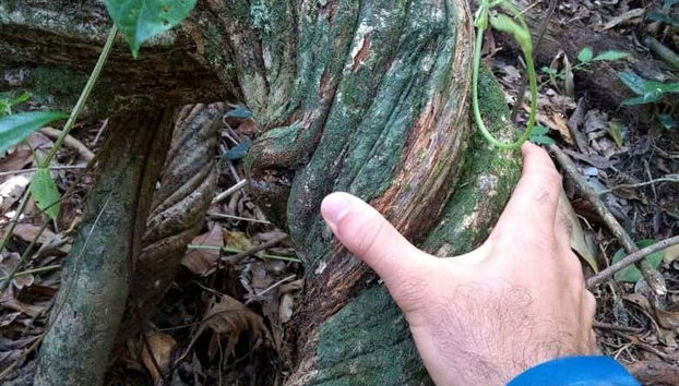 Trilha pelo Pico do Pão de Açúcar - Foto 5