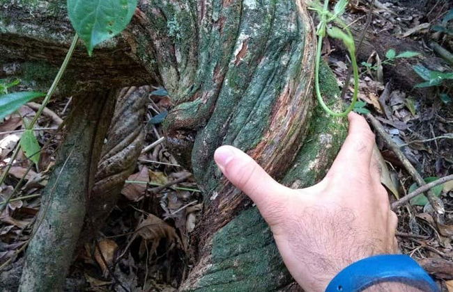 Sugarloaf Mountain Hiking Tour - Foto 5