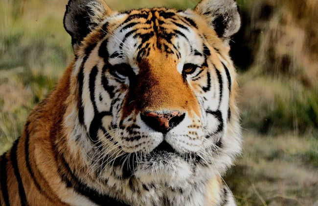 Excursion au Valle del Río Negro + Ecoparc Bubalcó - Photo 3