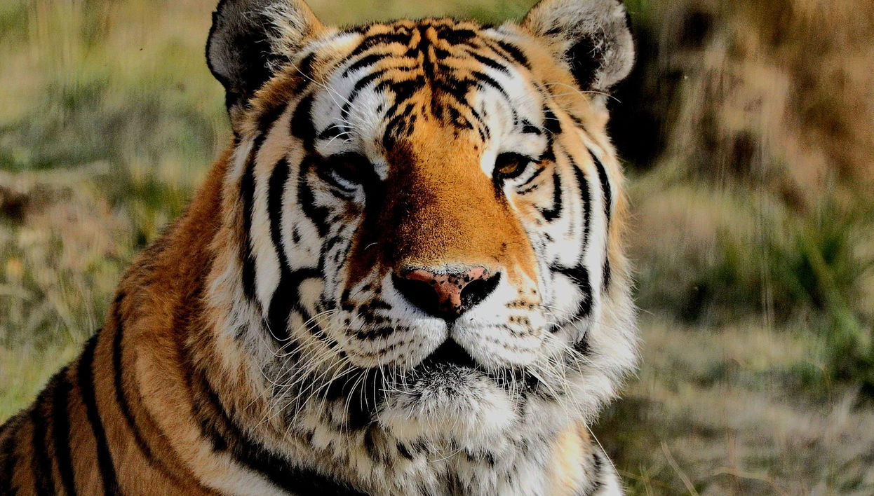 Río Negro Valley + Bubalcó Ecopark Tour