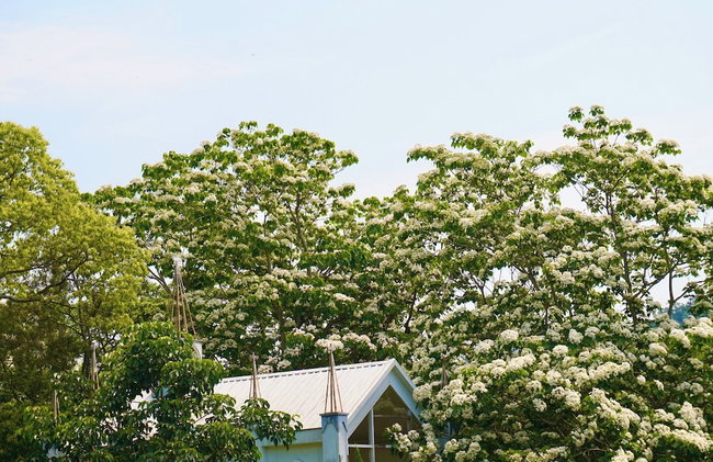 Fong Chou Cottage - Photo 23