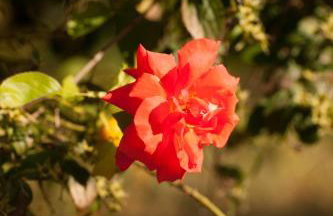 Villa close to the beach - Foto 31