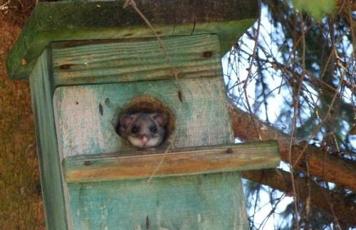 Agroturystyka u Psotki - Foto 12