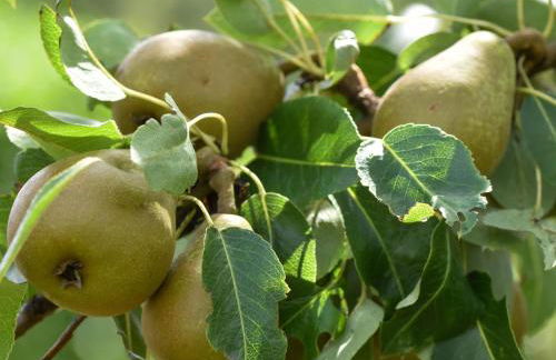 Holiday Home in Forest with Terrace & BBQ - Foto 52