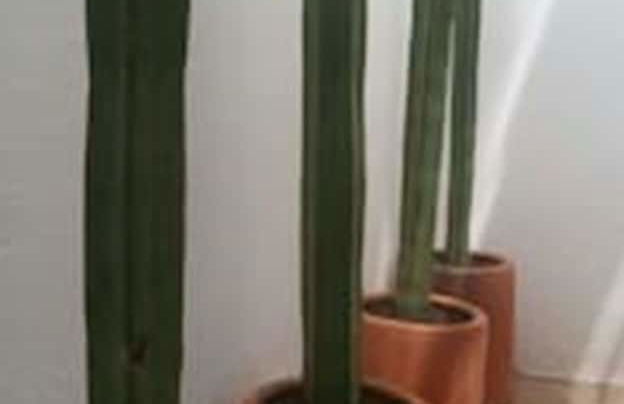 Oaxaca at your doorstep - Foto 27