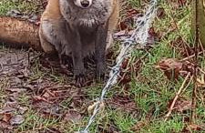 Inviting 2-bed Cottage in Newcastle Emlyn - Foto 41