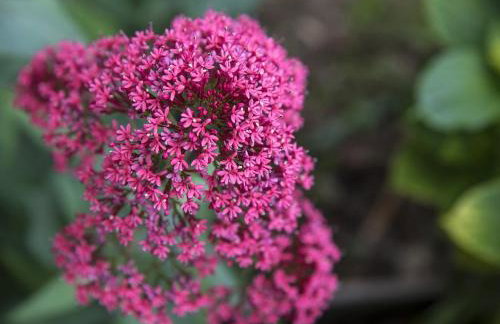 Apartments Marli - Foto 43