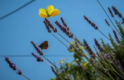 House Daniva - Foto 50