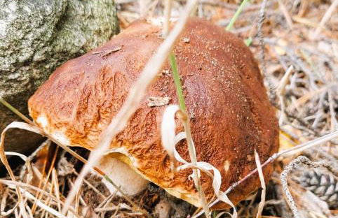 Agroturystyka Różanka - Foto 58