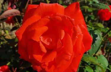 Ήσυχη μονοκατοικία κοντά στη θάλασσα!!! - Photo 10