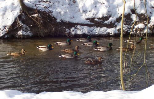 Ferienwohnung am Wald - Foto 22