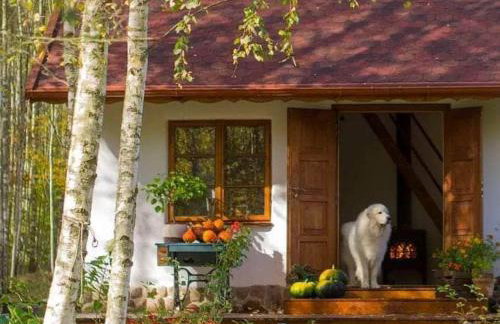 Siedlisko MiłoBrzózka - Photo 1