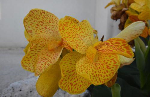 Masseria Giulio - Foto 37