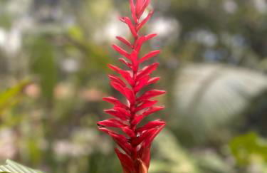 REFUGIO DO SAGRADO MORERE Tropical Lodge - A Casa do Vigía - Foto 73