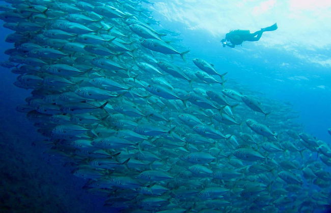 Snorkeling à la plage d'Escambrón - Photo 1