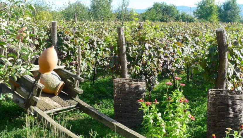 Kakheti vines