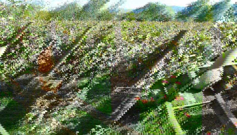 Kakheti Guided Tour & Wine Tasting - Photo 2, Kakheti vines