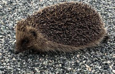 Orchard Hideaway, Bielby, York - Photo 51