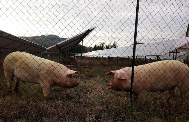 Il Querceto - B&B e Appartamenti Vacanze - Foto 44