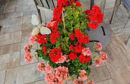 Monis gemütliche Ferienwohnungen - Foto 17