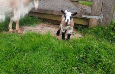 The old hayloft on 22 acre country smallholding - Foto 34