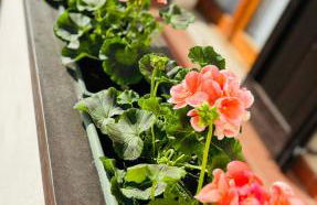 Casa dell’Alpino - Foto 26