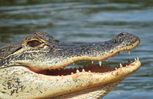 The Lake House on Lake Rosalie - Foto 25