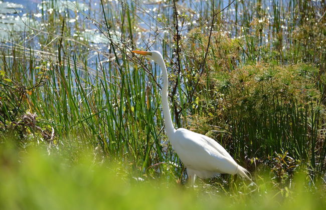 Orlando Condo - Foto 63