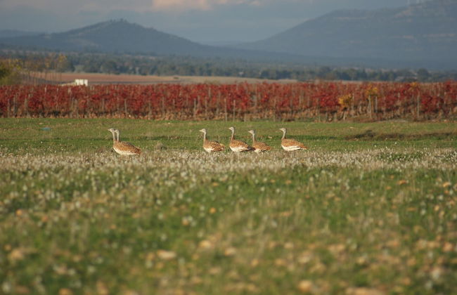 Finca El Romeral - Foto 41