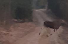 sosnowelowe - Foto 54