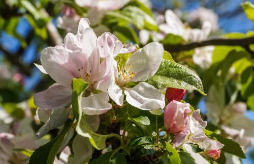 Ferien unnern Appelboom (80m2 Wohnung mit großem Garten) - Foto 36