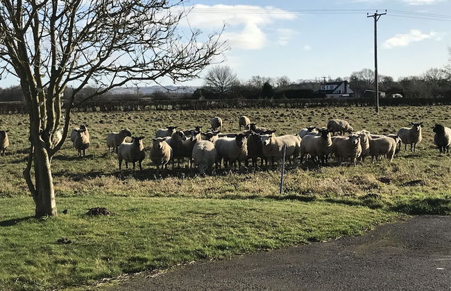 Setcops Farm Holiday Cottages - Foto 20