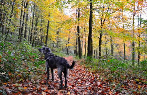 Marigold Cottage - Foto 28