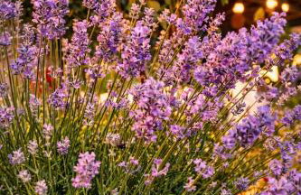 Monte Symphony - Foto 40