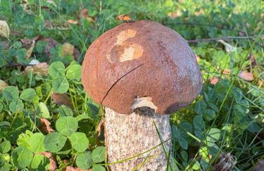 Stara Jabłoń dom w Bieszczadach - Photo 11
