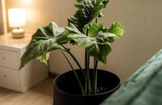 Ferienwohnung Siebenschläfer - Foto 6