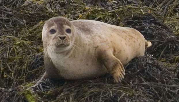 Vous pourrez voir différentes colonies de phoques