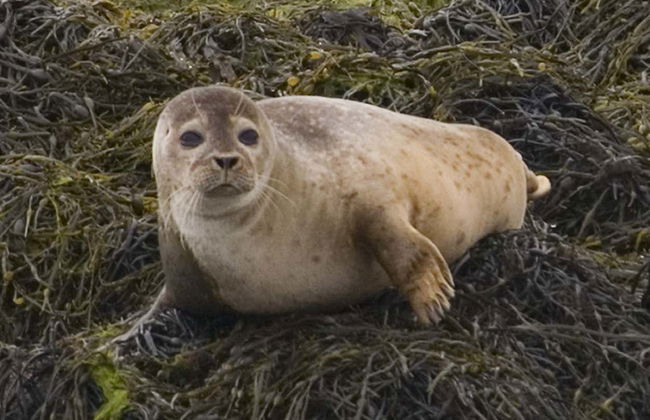 Balade en bateau dans la baie de Kenmare - Photo 3