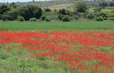 Château de la Motte - Entre Narbonne et le Canal du Midi - Foto 32