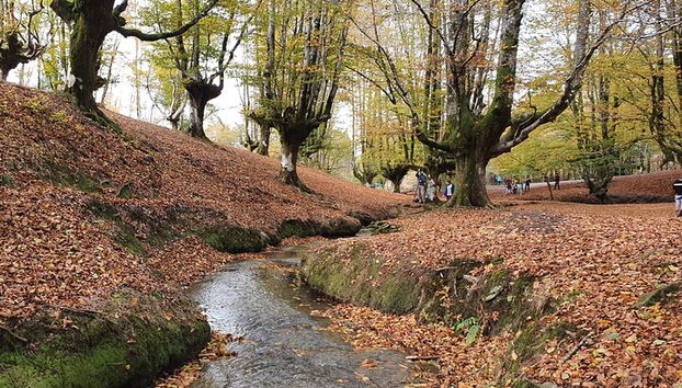 Tour privato visitando villaggi, foreste e valli in Biscaglia - Foto 3, Bosco di Otzarreta