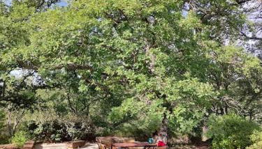 Haus im Naturpark Luberon - Foto 3, Garden