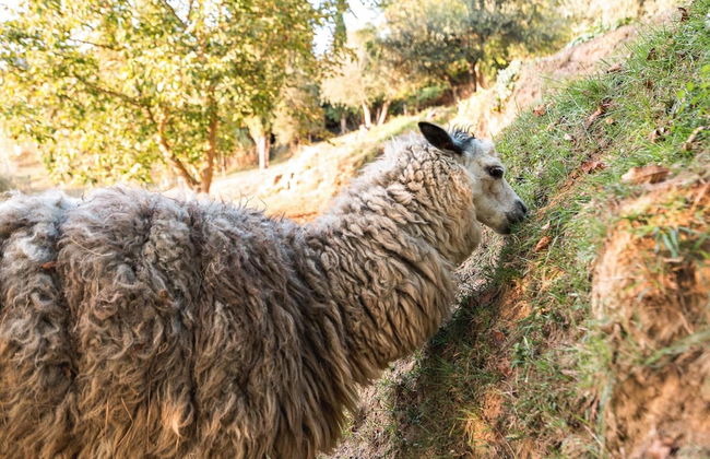 Farmhouse in Tuscany With Pool & Near Pisa - Foto 20